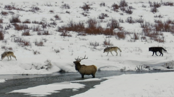 BDDefinitionyellowstone-b1080