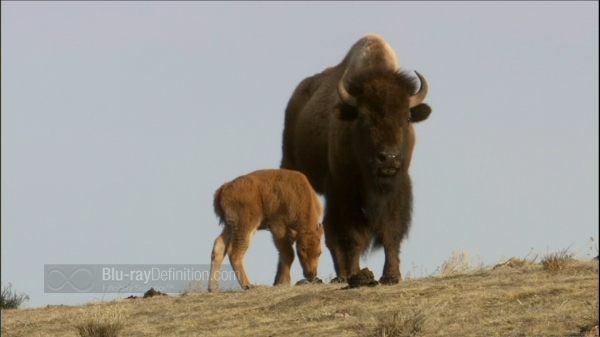 BDDefinitionyellowstone-m1080