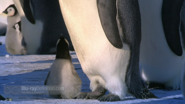 Penguin-Spy-in-the-Huddle-BD_16