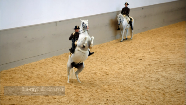 Nature-Legendary-White-Horses-BD_13