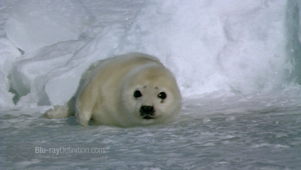 baby seal