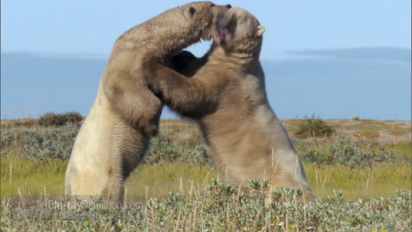 bear fight