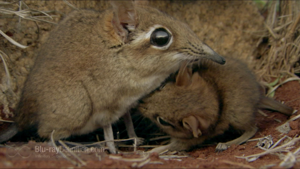 meerkats