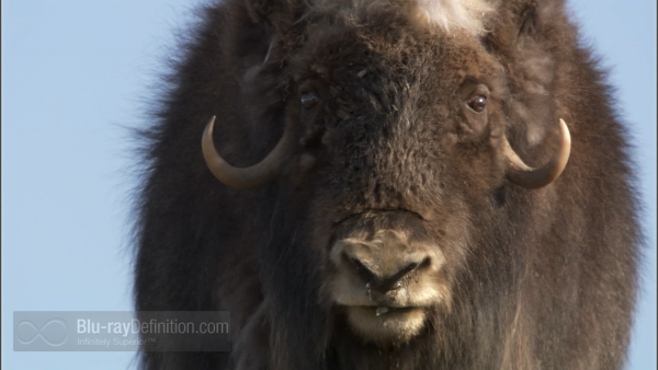 musk ox