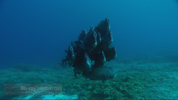 parrotfish