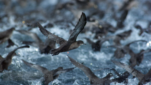 petrel