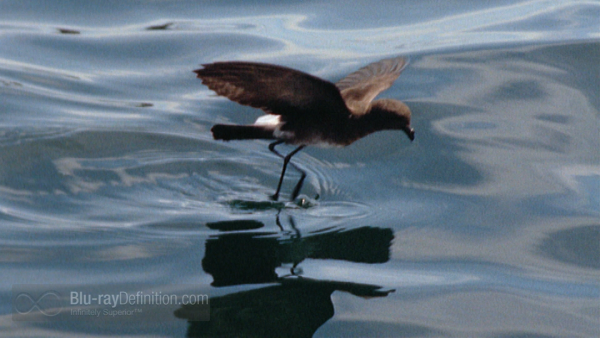 petrel