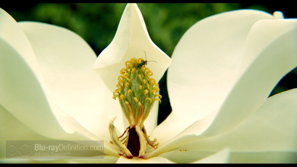 pollen