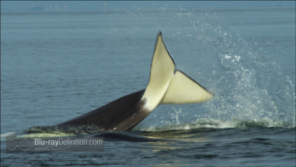 Dolphins-Spy-in-the-Pod-UK-BD_07