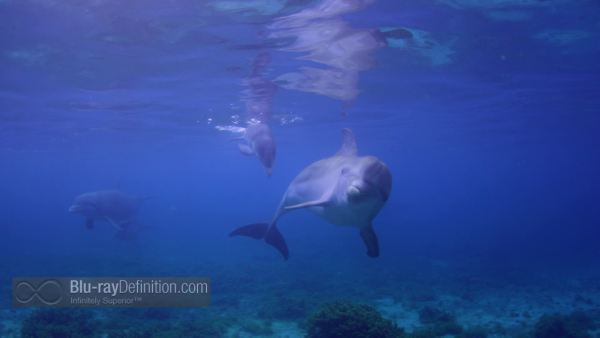 Dolphins-Spy-in-the-Pod-UK-BD_18