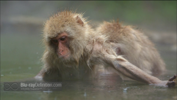 Nature-Snow-Monkeys-BD_12