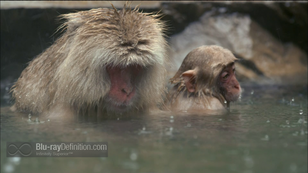 Nature-Snow-Monkeys-BD_14