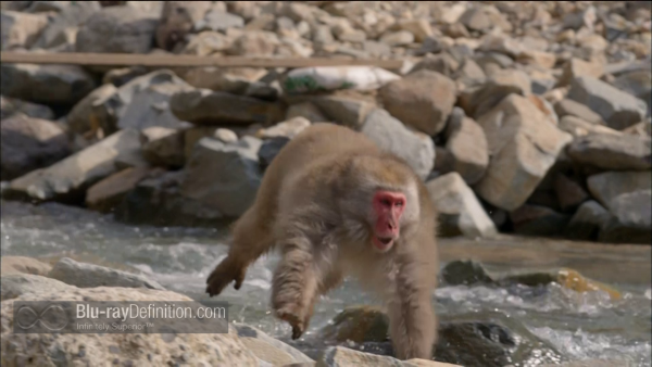 Nature-Snow-Monkeys-BD_18