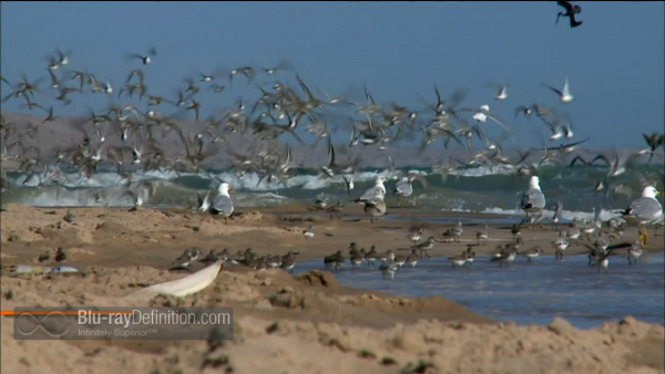 Nature-Gathering-Swarms-BD_13