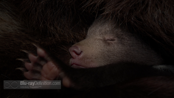 Disneynature-bears-BD_02