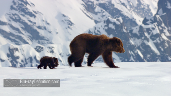 Disneynature-bears-BD_03