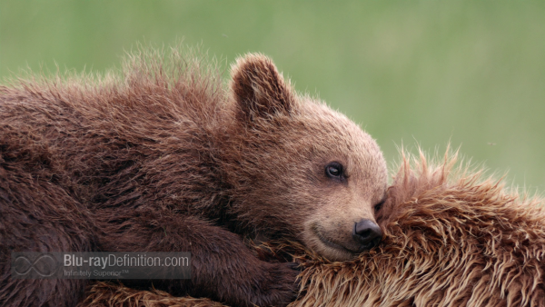 Disneynature-bears-BD_08