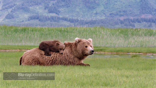 Disneynature-bears-BD_09