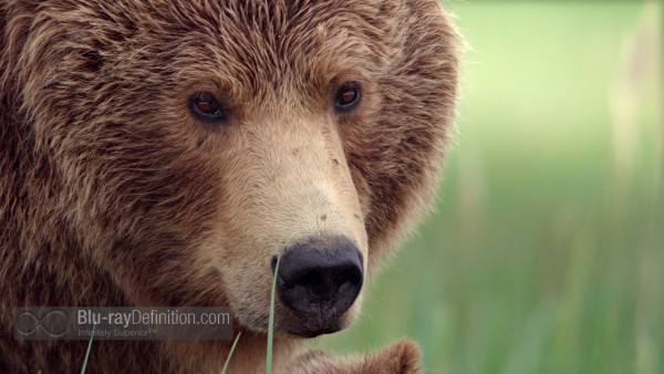 Disneynature-bears-BD_11