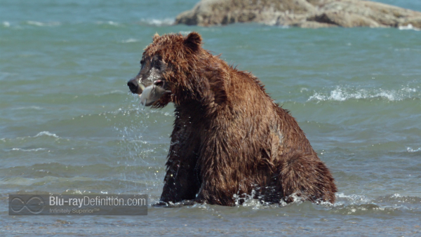 Disneynature-bears-BD_23