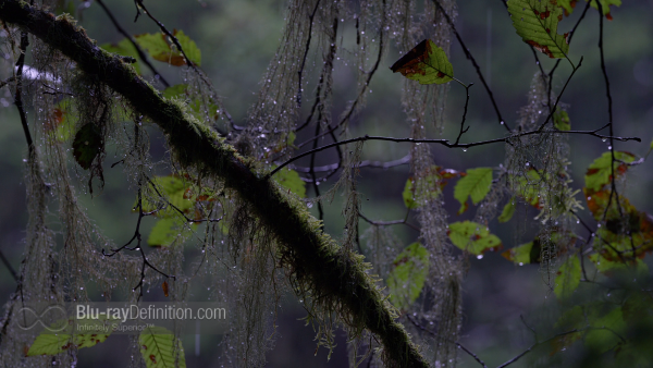 Disneynature-bears-BD_26