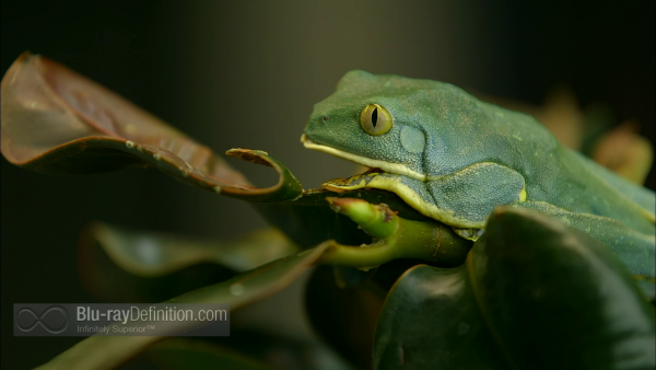 Nature-Fabulous-Frogs-BD_05