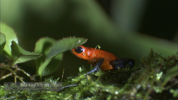 Nature-Fabulous-Frogs-BD_10