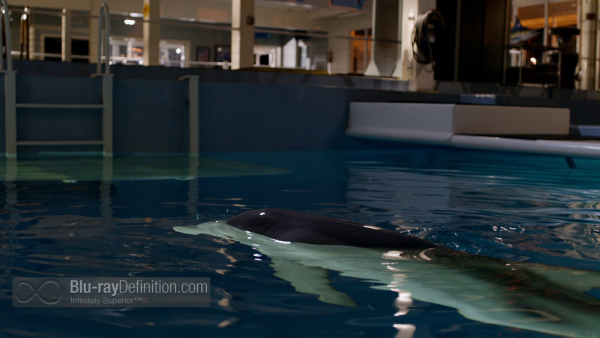 Dolphin-Tale-2-BD_18