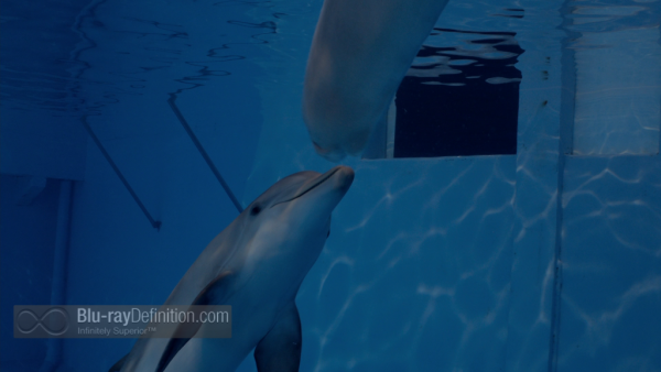 Dolphin-Tale-2-BD_19