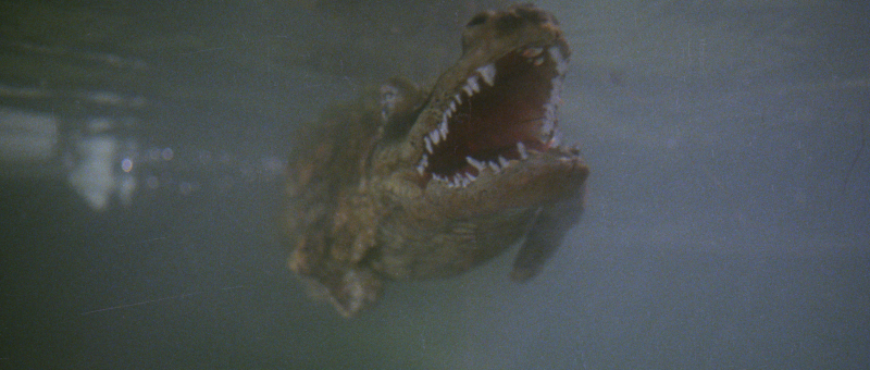 The Great Alligator (1979). Still courtesy Severin Films.