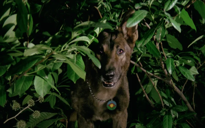 A Dog Called... Vengeance (1977)