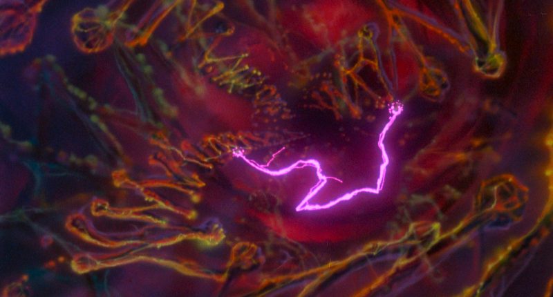 The Secret of NIMH (1982). Screen capture courtesy of Masters of Cinema.