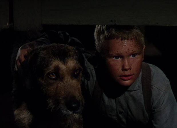 Brandon De Wilde in Shane (1953)