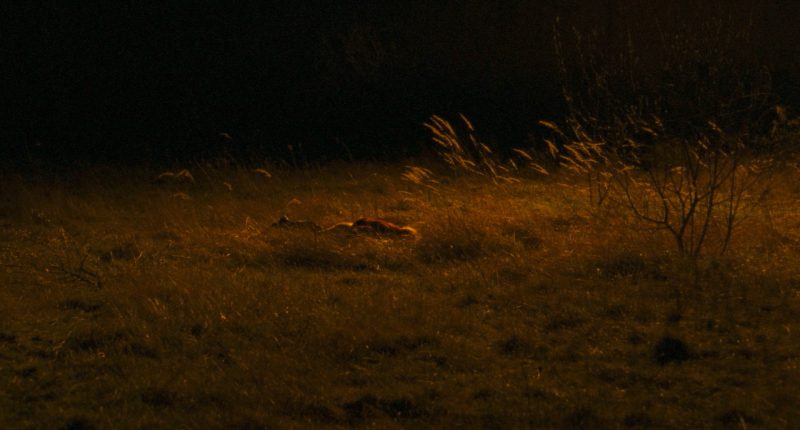 Trouble Every Day (2001)